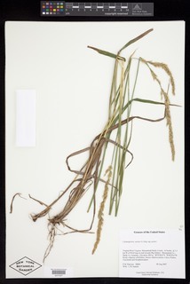 Calamagrostis porteri