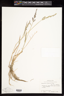 Helminthosporium monoceras, Giardia ciszták emberben