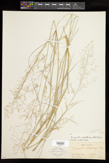 Eragrostis leptostachya