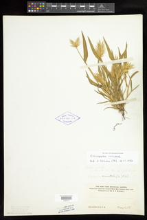 Eremopyrum orientale
