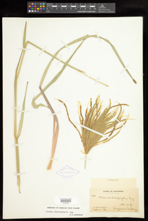 Eustachys distichophylla