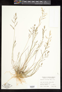 Eragrostis unioloides