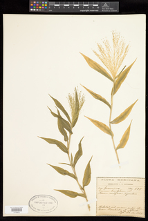 Panicum brevifolium
