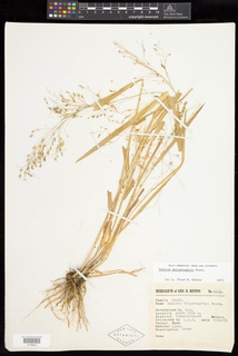 Panicum ghiesbreghtii