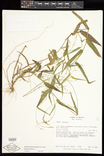 Panicum sellowii