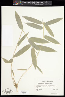 Oxytenanthera abyssinica