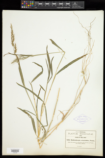 Muhlenbergia setarioides