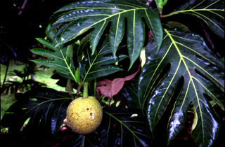 Artocarpus altilis, branch.jpg