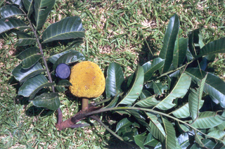Artocarpus anisophyllus, inflorescenceWWWW.jpg