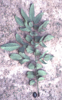 Artocarpus anisophyllus, leaf.jpg