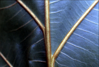 Artocarpus mariannensis, leaf