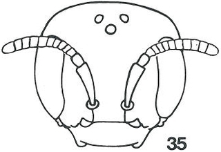 Micralictoides chaenactidis female head fig35