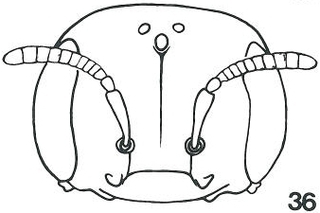 Micralictoides dinoceps female head fig36