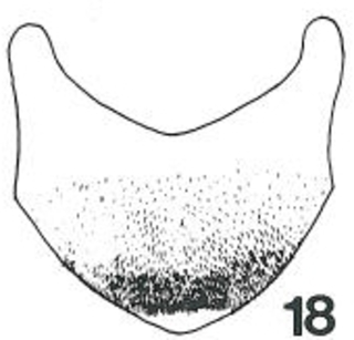 Micralictoides grossus male s6 fig18