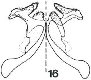 Micralictoides grossus male s7 fig16