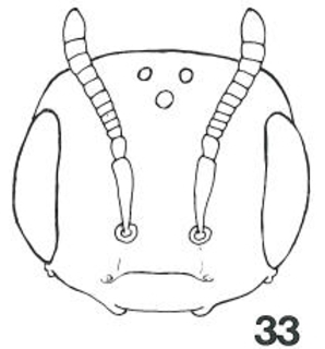 Micralictoides linsleyi female head fig33