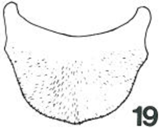 Micralictoides ruficaudus male s6 fig19