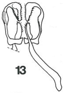 Micralictoides ruficaudus male s7 fig13