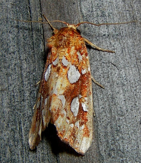 Callopistria cordata, Silver-spotted Fern Moth