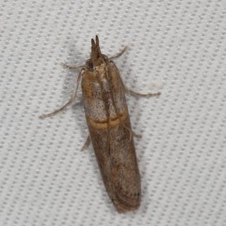 Etiella zinckenella, Gold-banded Etiella Moth