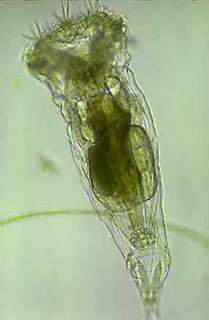 Epiphanes, rotifer