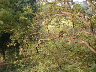 Tamarindus indica