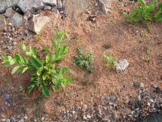 Blumea lacera and Solanum xanthocarpum