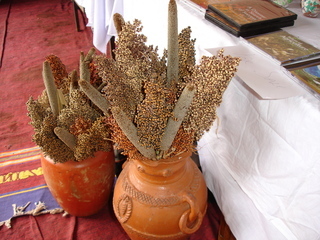 Sorghum vulgare and Pennisetum typhoides