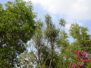 Azadirachta indica and Bougainvillea sp.
