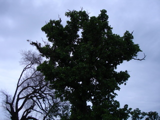 Careya arborea