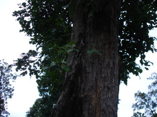 Ficus religiosa plant growing on Pterocarpus marsupium trunk