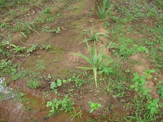 Aloe vera nursery