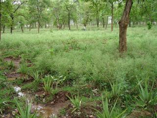 Parthenium hysterophorus infestation in Aloe vera fields