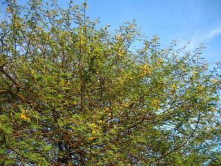 Acacia nilotica