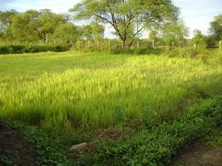 Acacia nilotica in rice bund