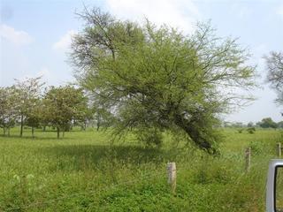 Acacia nilotica