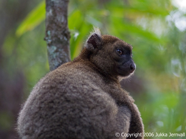 Hapalemur simus, _male, _Greater_Bamboo_Lemur, I_PCW8