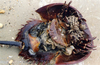 Dead female horseshoe crab from NOAA photo library
