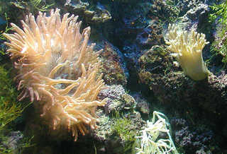 Sea anemones at the aquarium in Bristol Zoo, Bristol, England