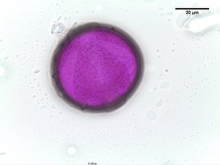 Anemone pulsatilla, pollen