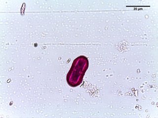 Anethum graveolens, pollen