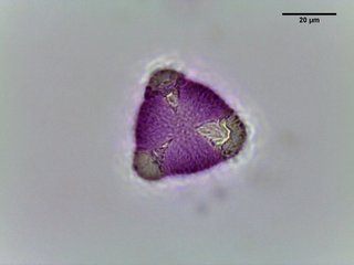 Prunus armeniaca, pollen