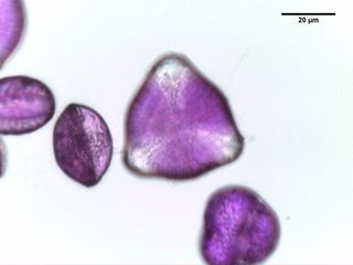 Prunus yedoensis, pollen