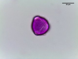 Cardamine diphylla, pollen