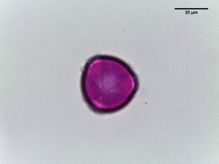 Penstemon, hybrid spp