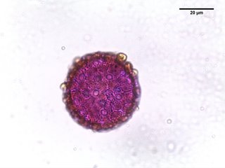Phlox subulata, pollen