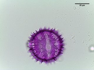 Vernonia angustifolia, pollen