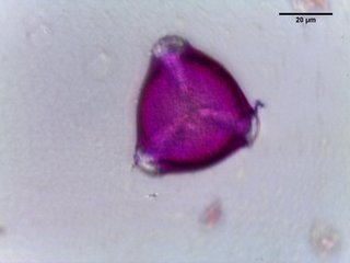 Styrax japonicus, pollen