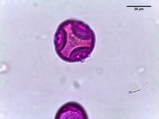 Tilia, pollen