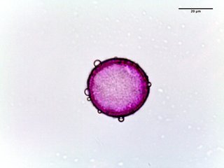 Anemone caroliniana, pollen